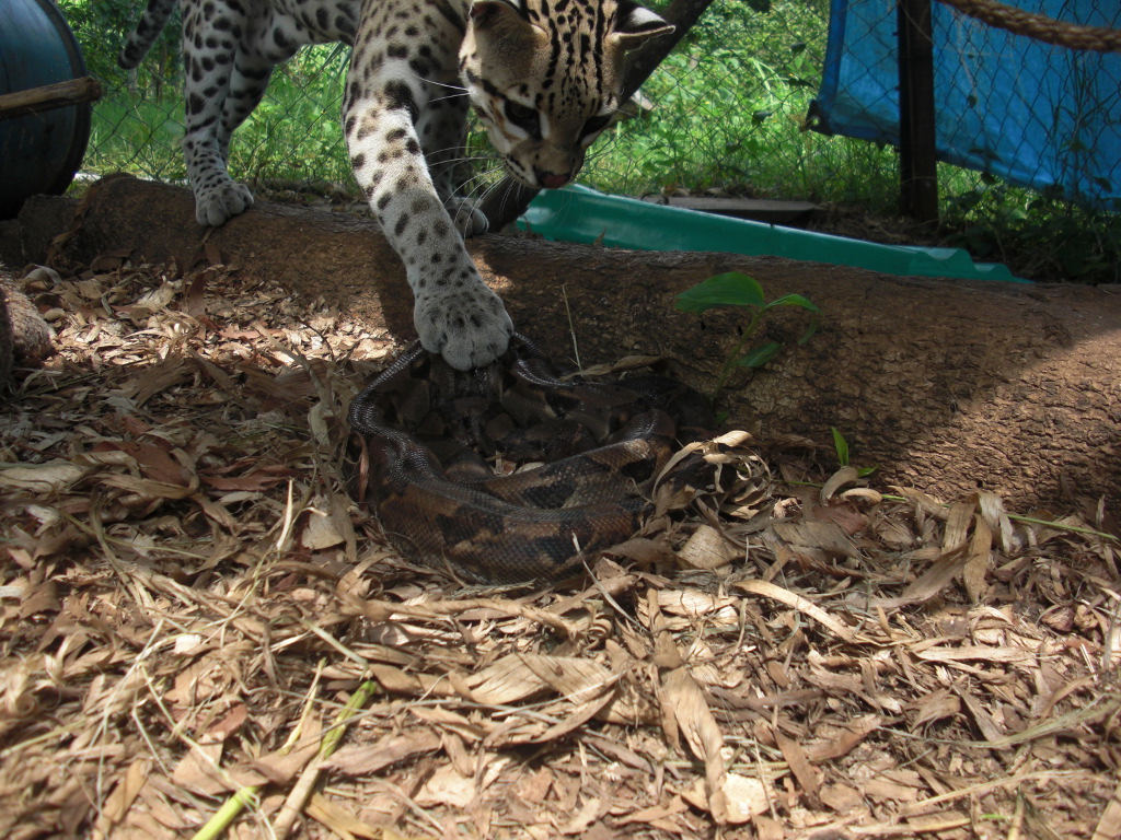 DON'T MESS WITH THE CLAWS