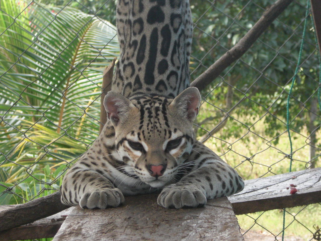 OCELOT YOGA