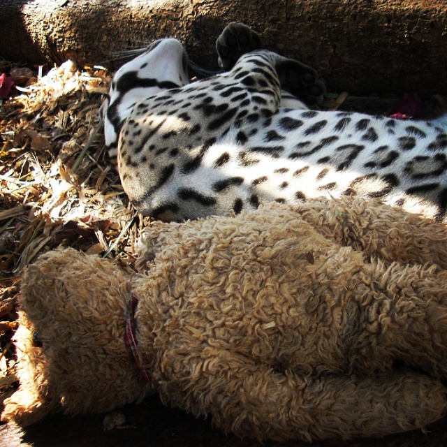 IT'S GOOD TO HAVE A NAPPING BUDDY